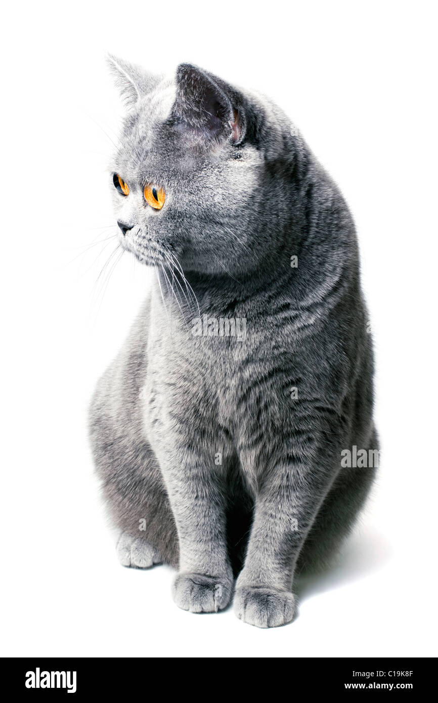 Schöne graue britische Hauskatze mit gelben Augen auf einem weißen Hintergrund isoliert Stockfoto