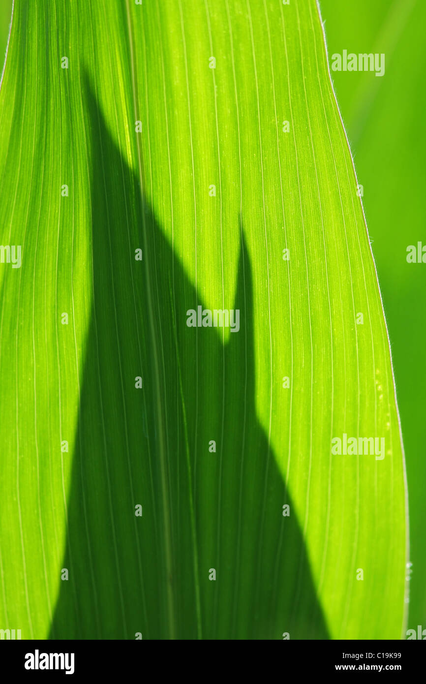 Mais-Blätter Stockfoto