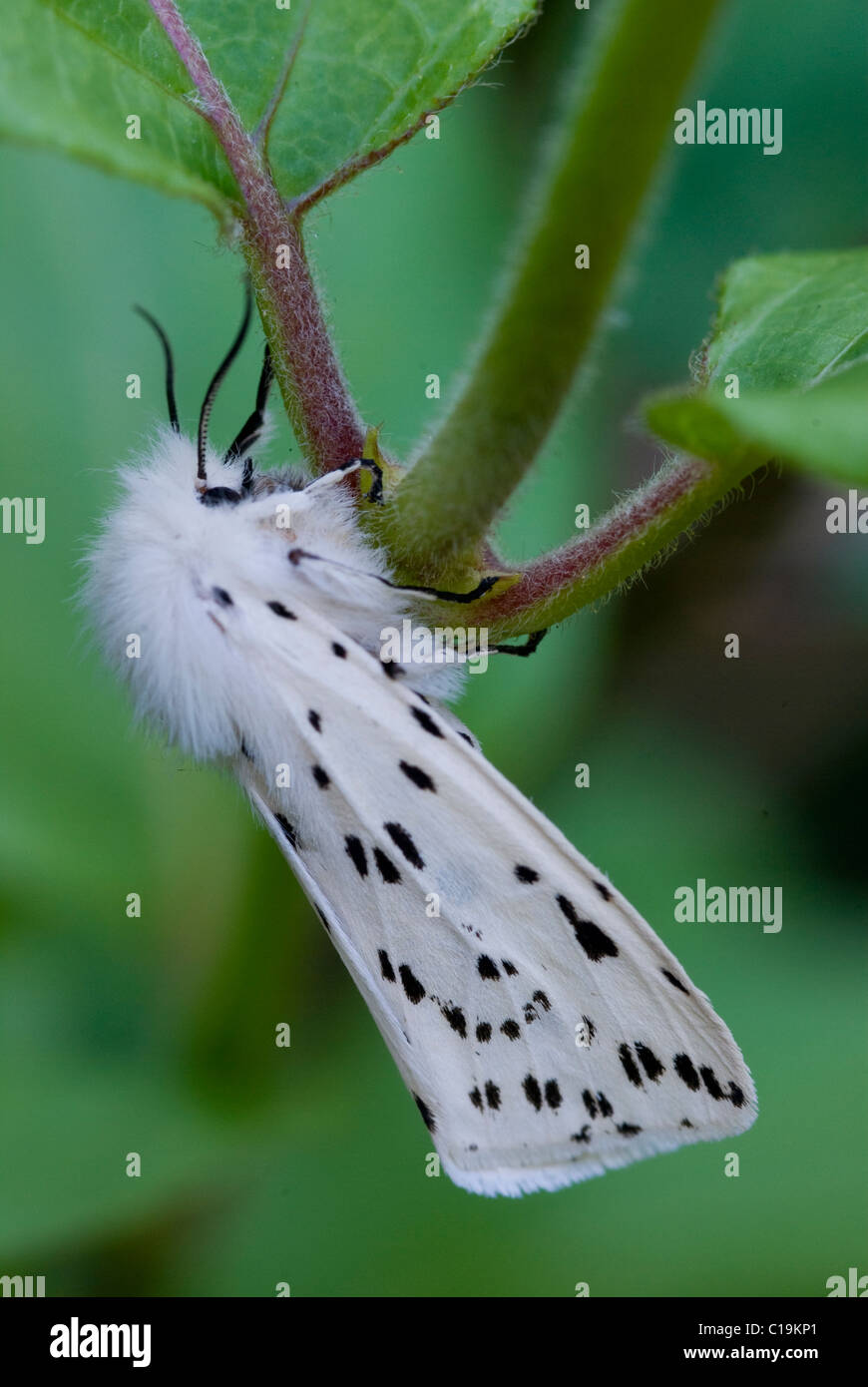 Weiße Hermelin Motte auf einem Pflanzenstängel. Stockfoto