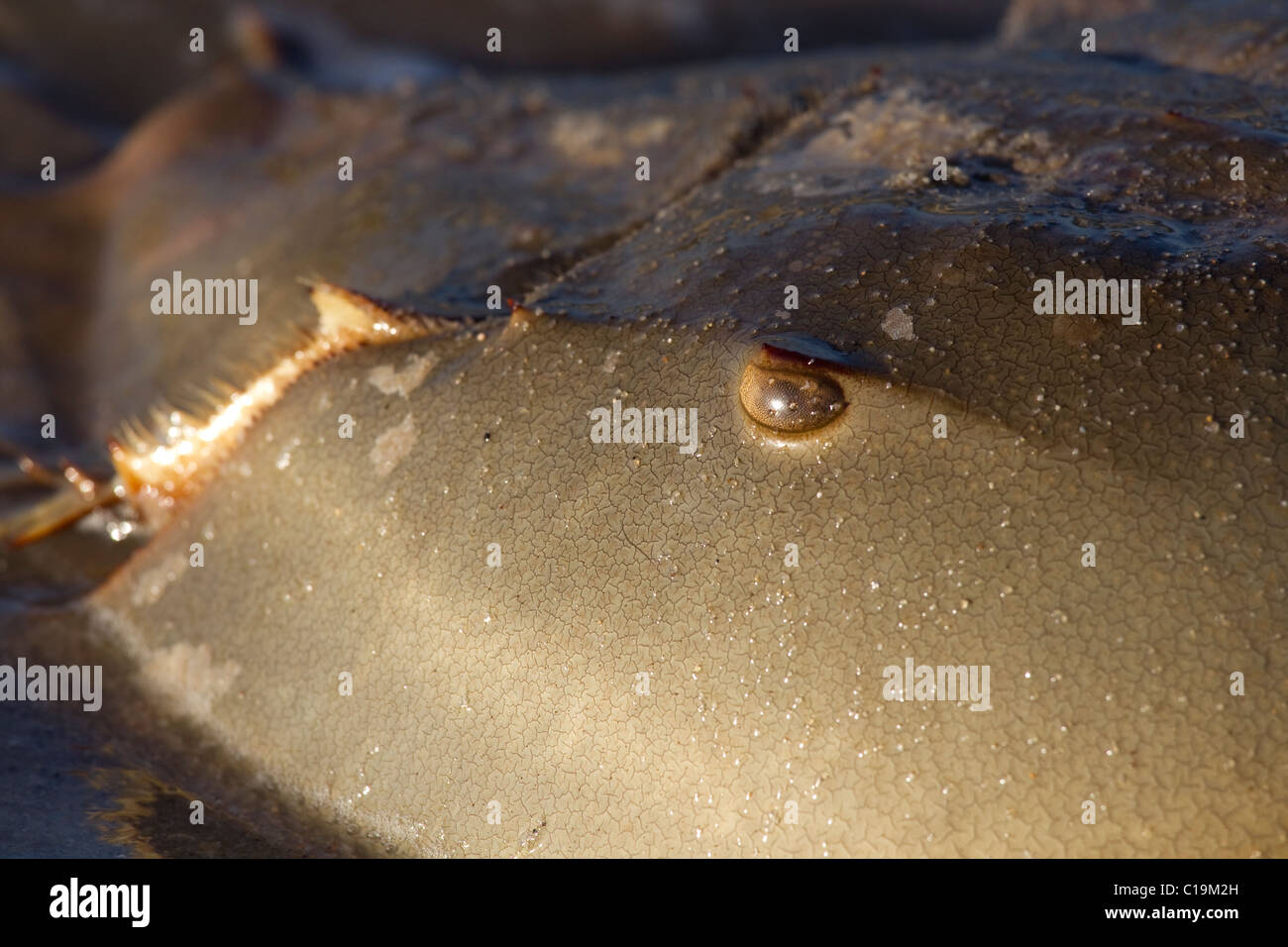 Pfeilschwanzkrebse am Strand, das Laichen im Sand, Delaware, USA Stockfoto