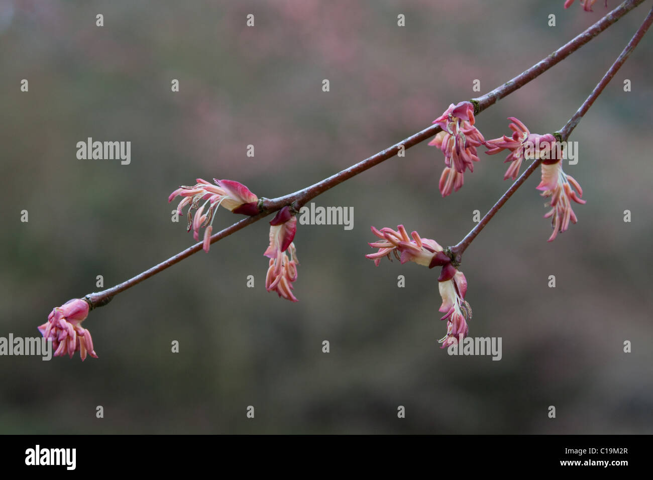 Cercidiphyllum Japonicum Blüten im zeitigen Frühjahr Stockfoto