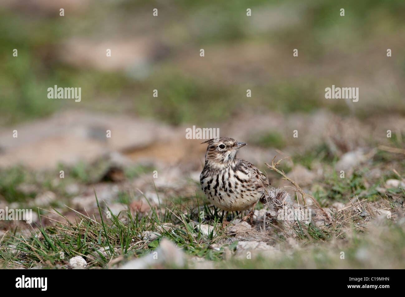 Crested Lark Spanien winter Stockfoto