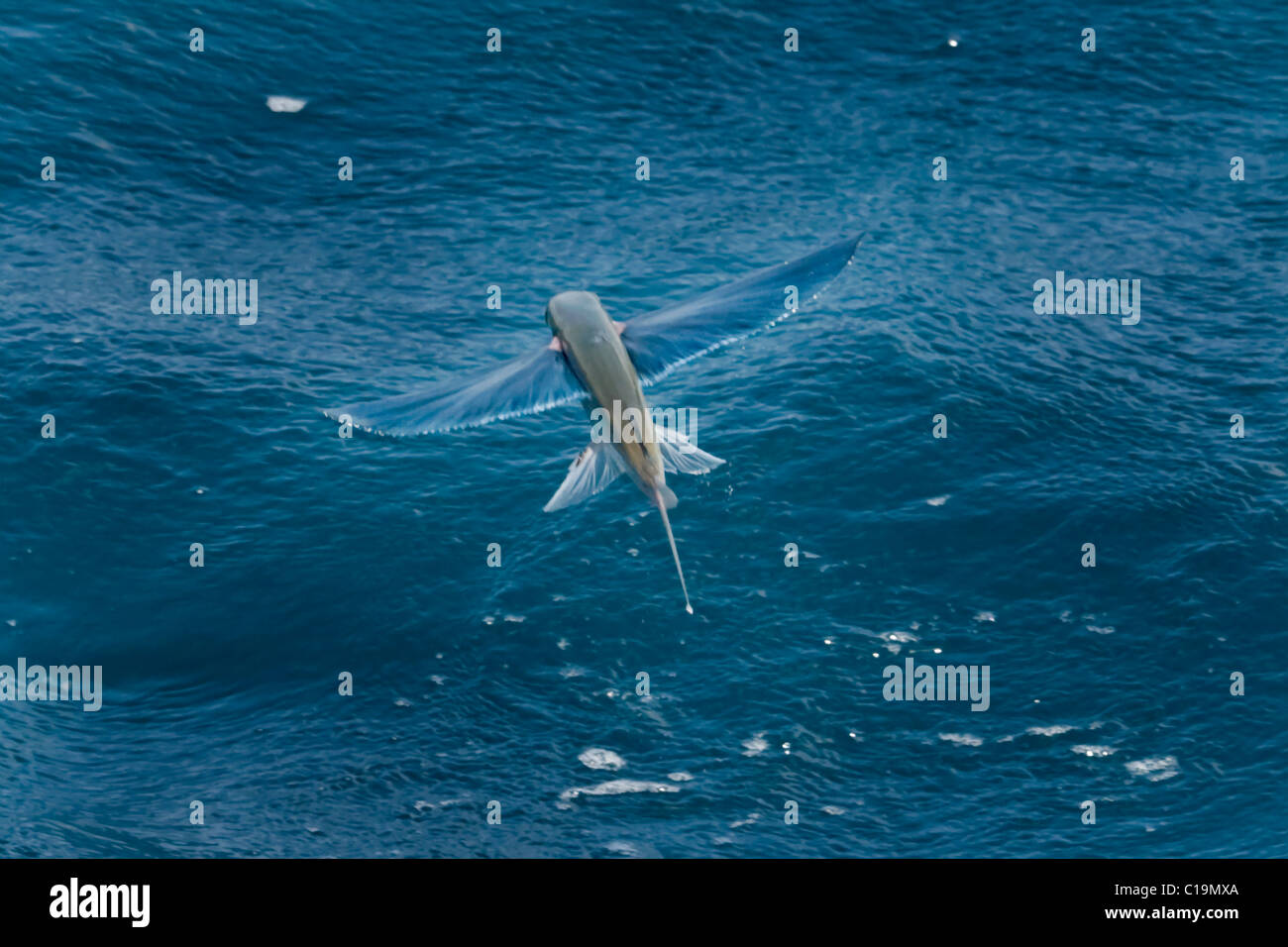 Fliegende Fische-Arten in der Luft, wissenschaftliche name unbekannt, Malediven, Indischer Ozean. Stockfoto