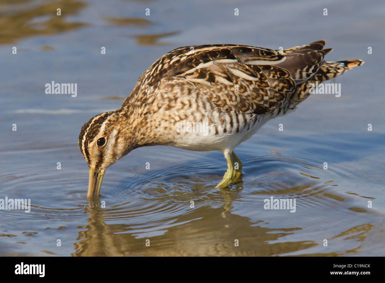 Bekassine (Gallinago Gallinago) Fütterung im seichten Wasser Stockfoto