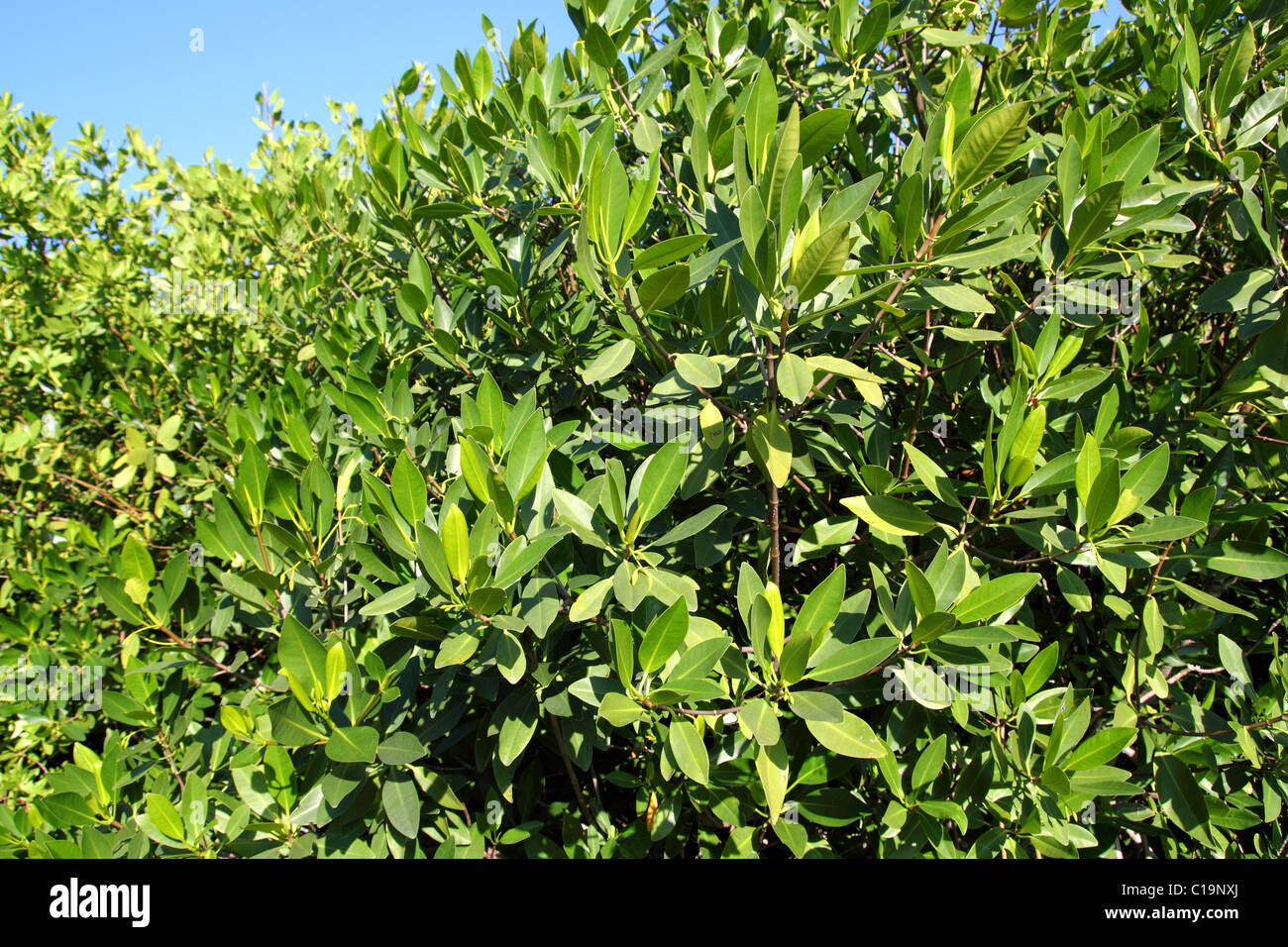 Mangroven-Baum-Werk in tropischen Karibik Mexiko Stockfoto