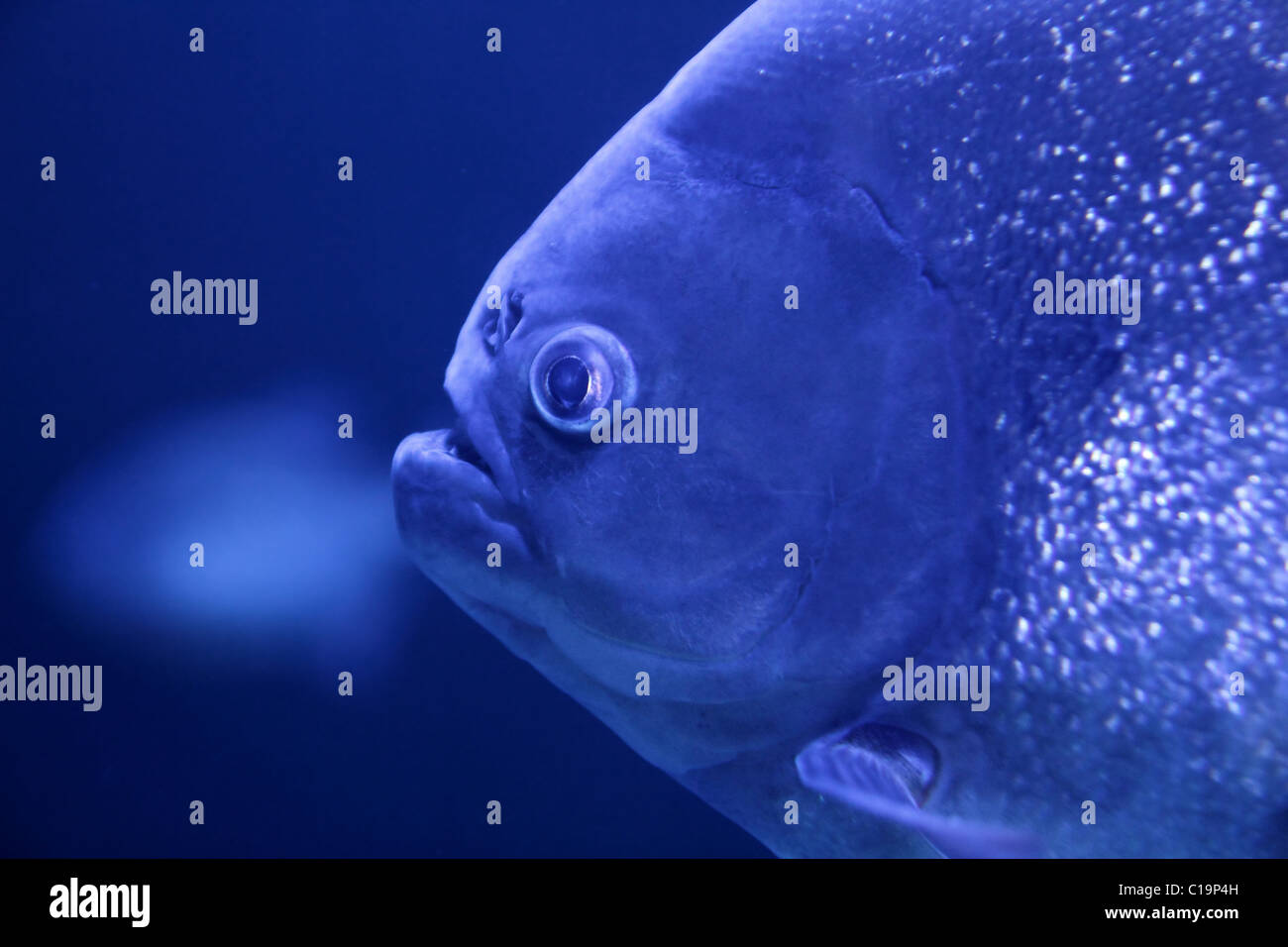 Fisch Piranha Makro Gesicht Detail Blau Wasser Hintergrund Stockfoto