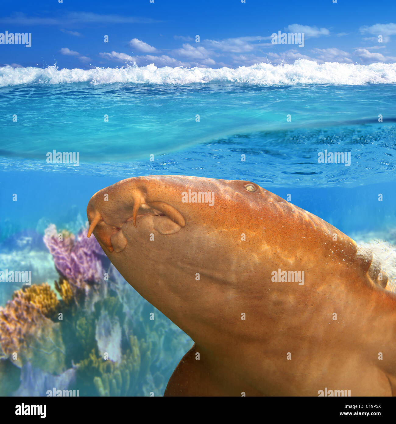 Nurse Shark Gata Nodriza Ginglymostoma Cirratum im karibischen reef Stockfoto