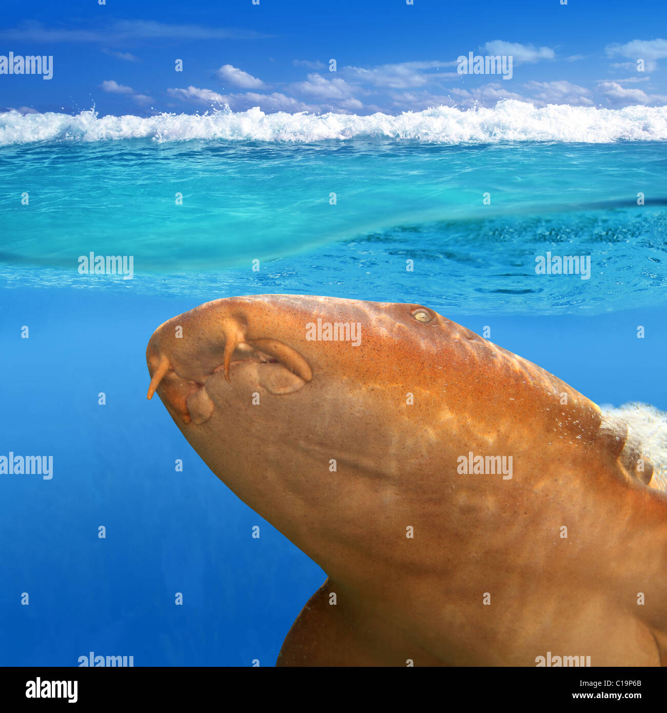 Nurse Shark Gata Nodriza Ginglymostoma Cirratum im karibischen reef Stockfoto