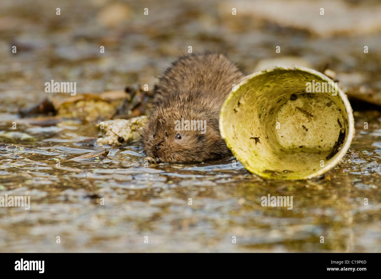 Wasserwühlmaus (Arvicola amphibius), in einem Abfall und Kunststoff gefüllt Drainage Graben. Kent, Großbritannien Stockfoto