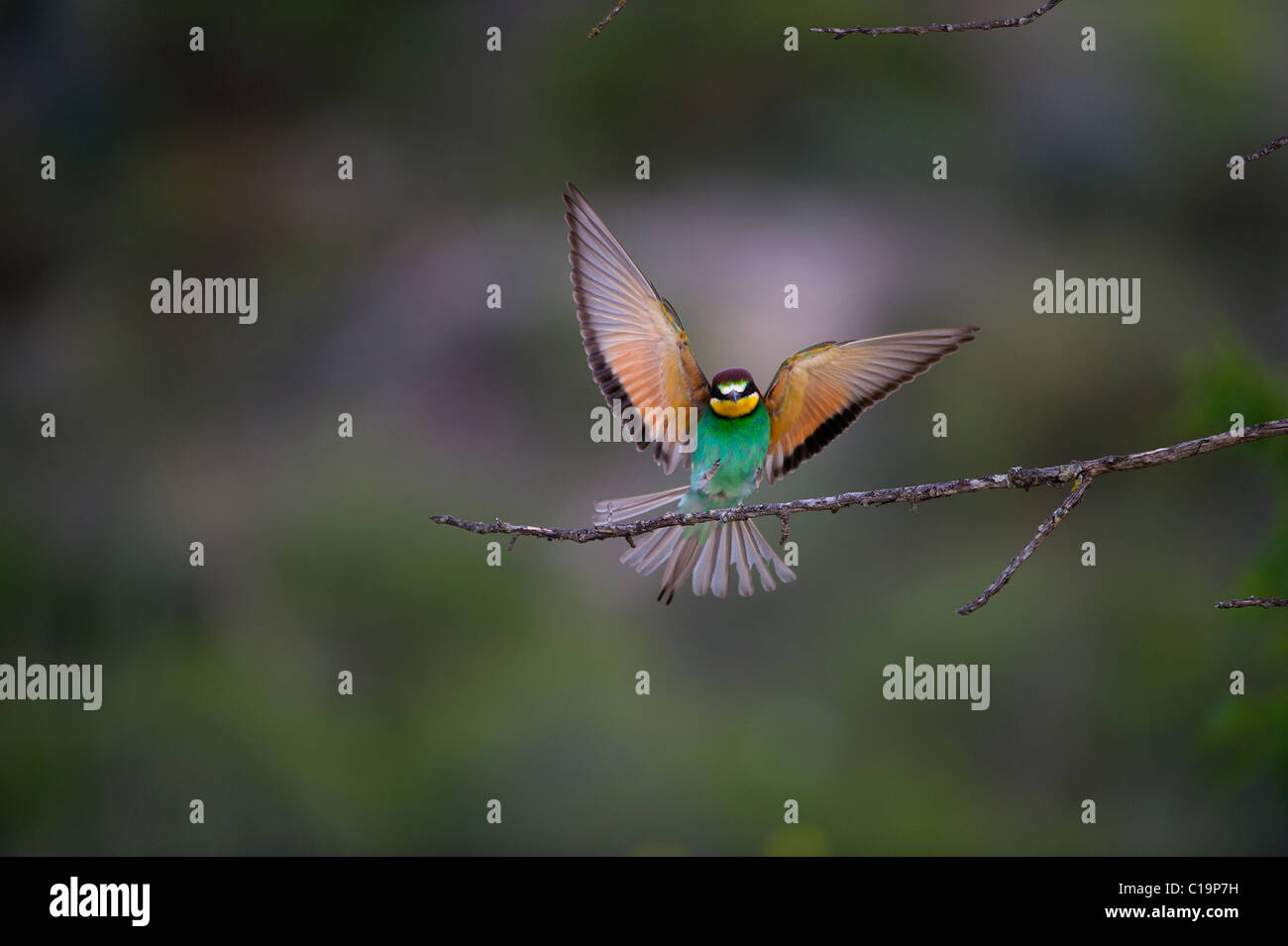 Bienenfresser Merops Apiaster Spanisch Steppen Spanien Mai Stockfoto