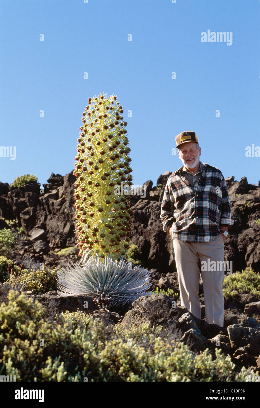 Silversword Pflanze in voller Blüte, Haleakala, Maui, Hawaii Stockfoto