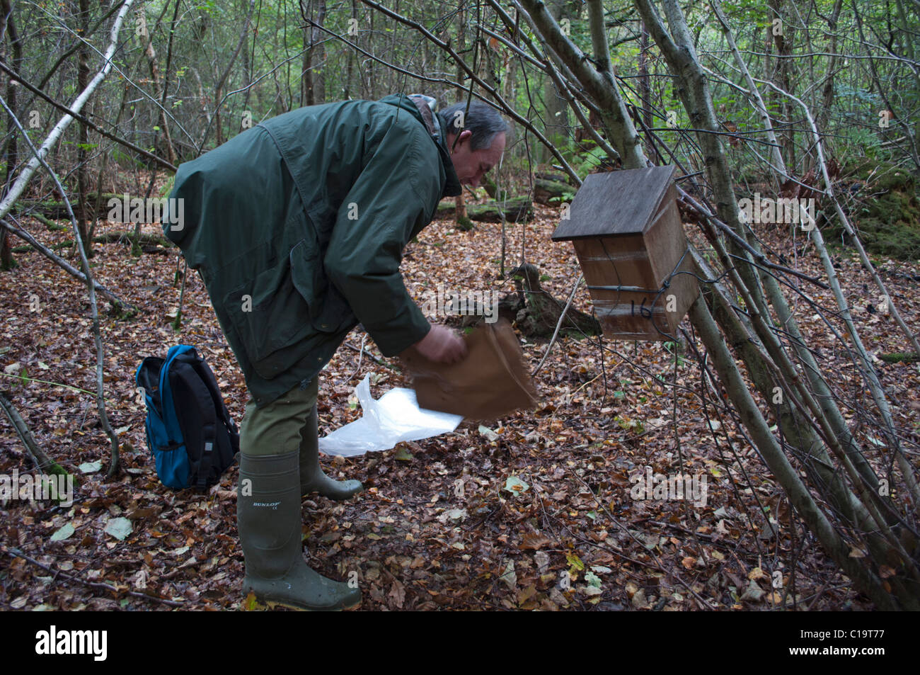 Lizenzierte Siebenschläfer Handler Alan Ford ein Häkchen setzen für den Siebenschläfer Kent Herbst vorbereiten Stockfoto