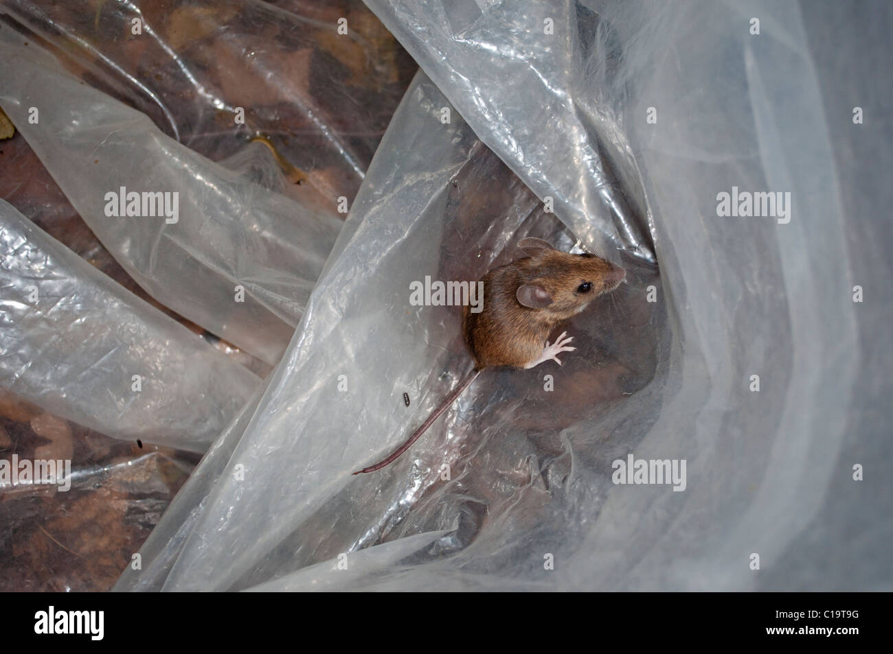 Waldmaus in Tasche wartet auf Verarbeitung während Säugetier Umfrage Kent Stockfoto