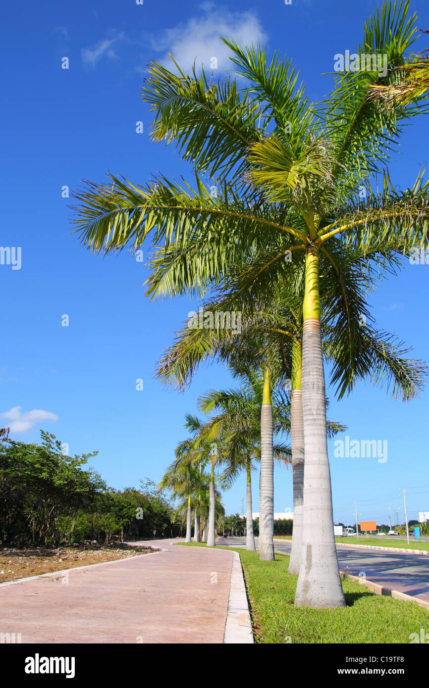 Royal Palm Bäume Zeile im tropischen Garten Straße in Mexiko Stockfoto