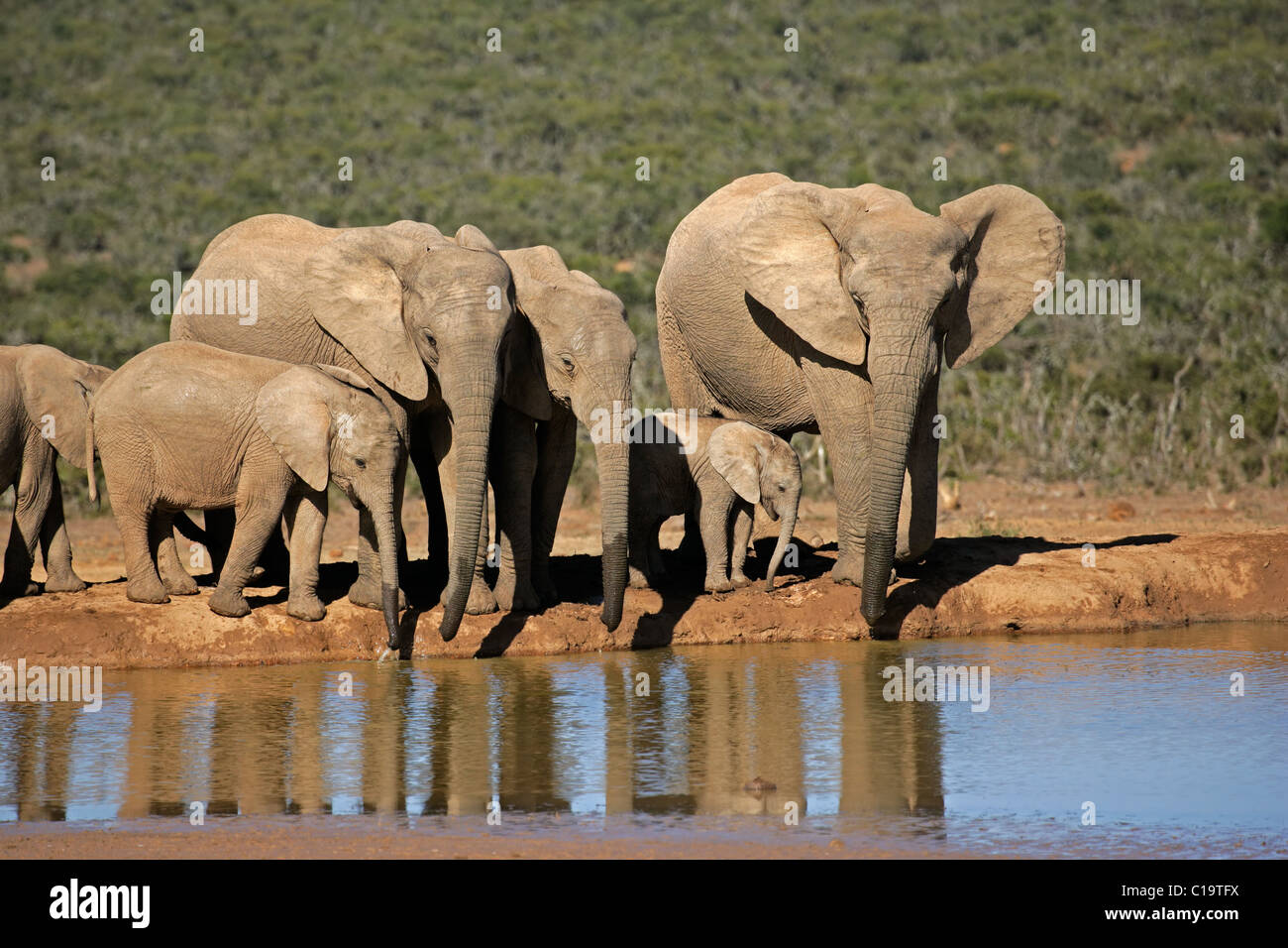 Afrikanische Elefanten (Loxodonta Africana) Trinkwasser an einer Wasserstelle, Addo Elephant Park, Südafrika Stockfoto