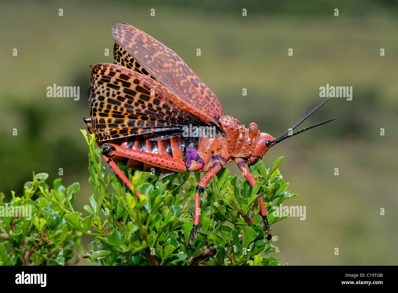 Rote Pyrgomorphid Heuschrecke mit Flügel-Anzeige, Südafrika Stockfoto