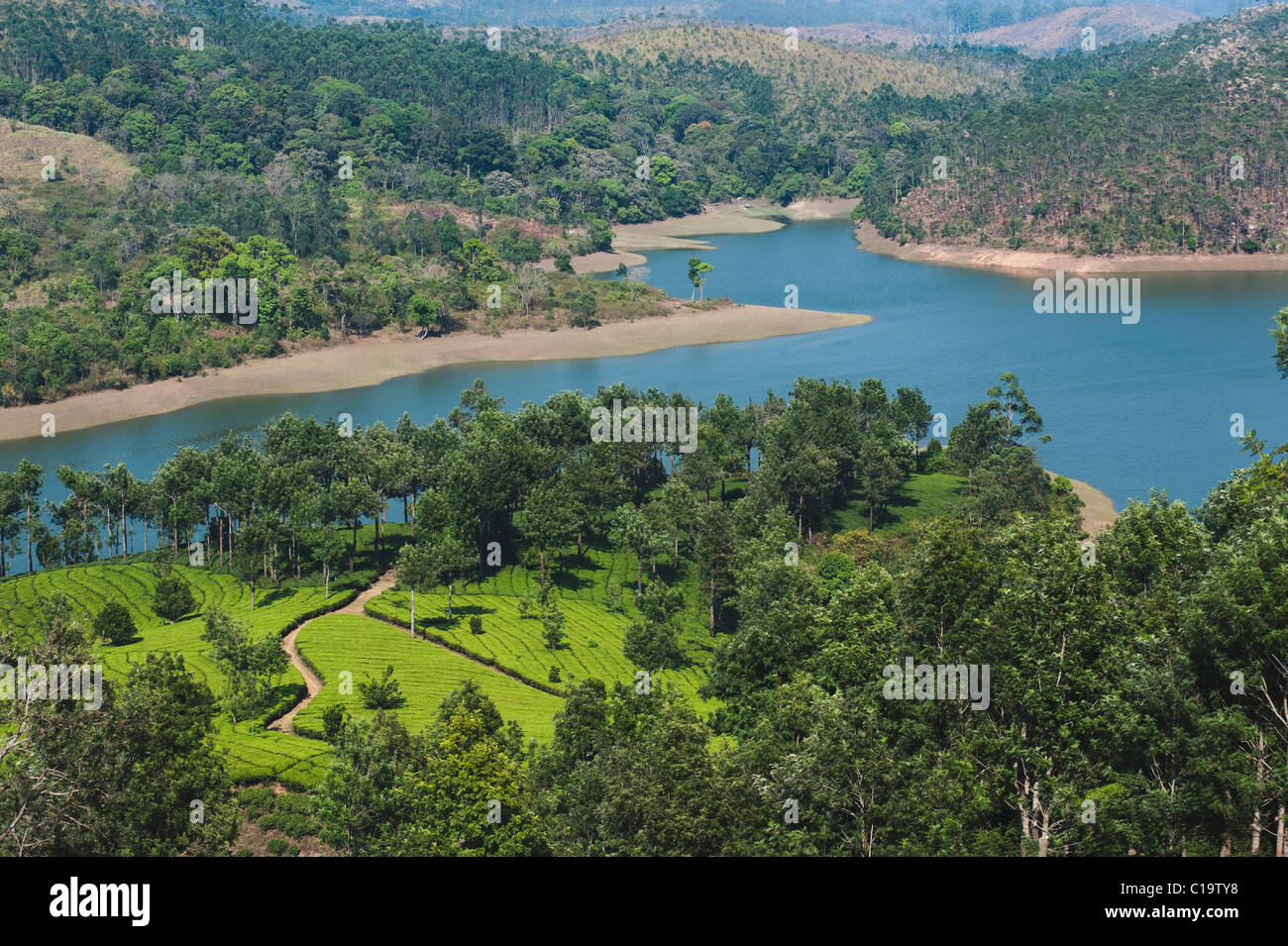 Erhöhte Ansicht von Bäumen in einem Feld Munnar, Idukki, Kerala, Indien Stockfoto