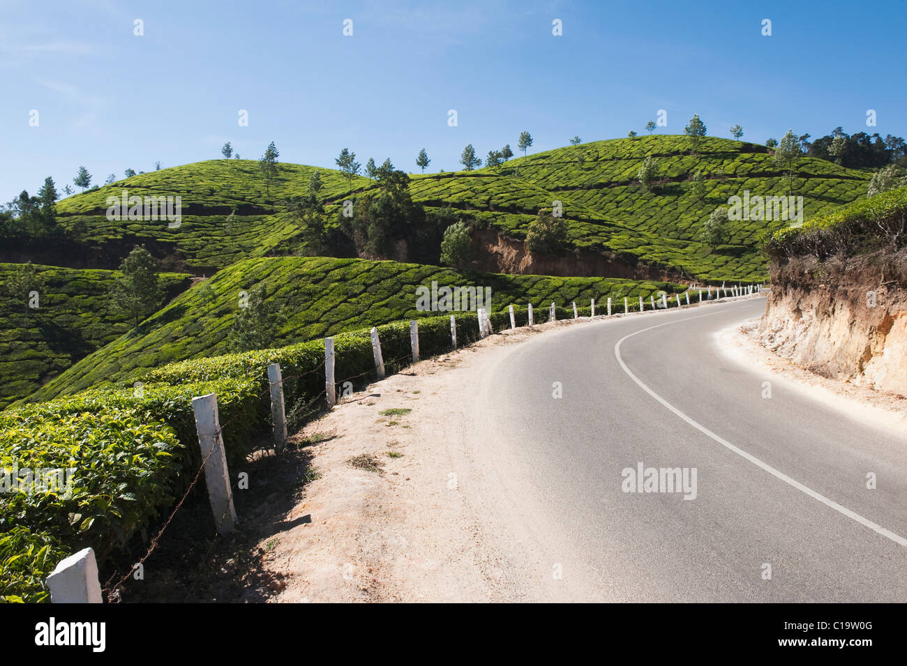 Straße durch Teeplantagen, Munnar, Idukki, Kerala, Indien Stockfoto