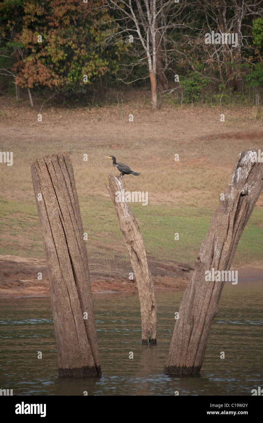 Vogel auf einem toten Baum in einem See, Sitzstangen, Thekkady See, Thekkady, Periyar Nationalpark, Kerala, Indien Stockfoto