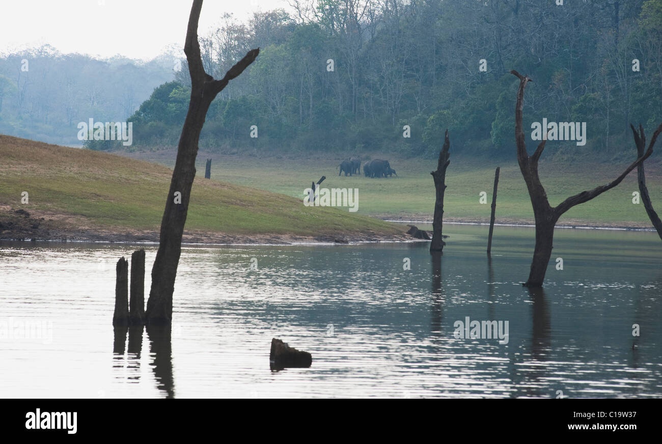 Tote Bäume in einem See mit Elefanten im Hintergrund Thekkady See, Thekkady, Periyar Nationalpark, Kerala, Indien Stockfoto