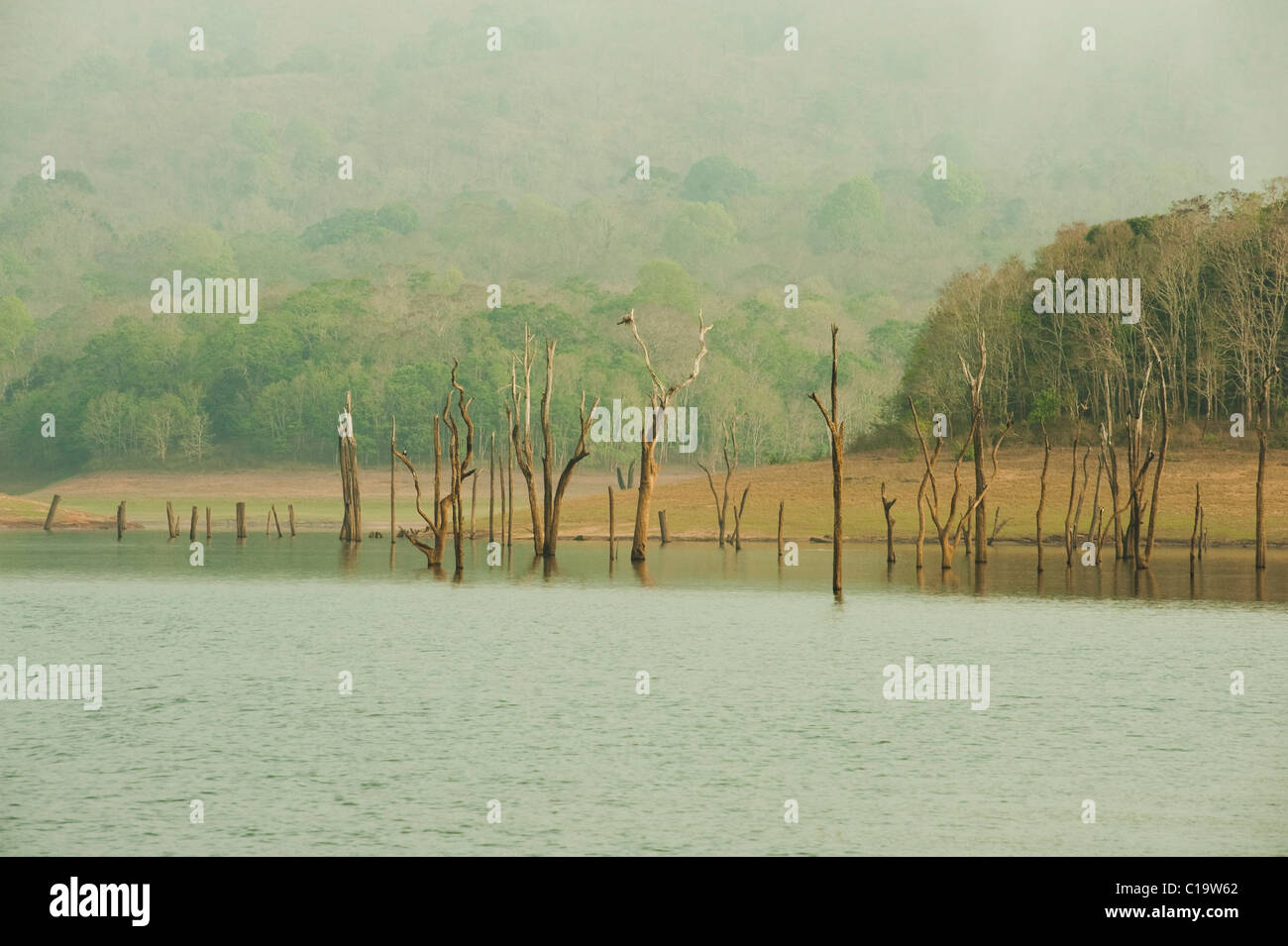 Tote Bäume in einem See Thekkady See, Thekkady, Periyar Nationalpark, Kerala, Indien Stockfoto