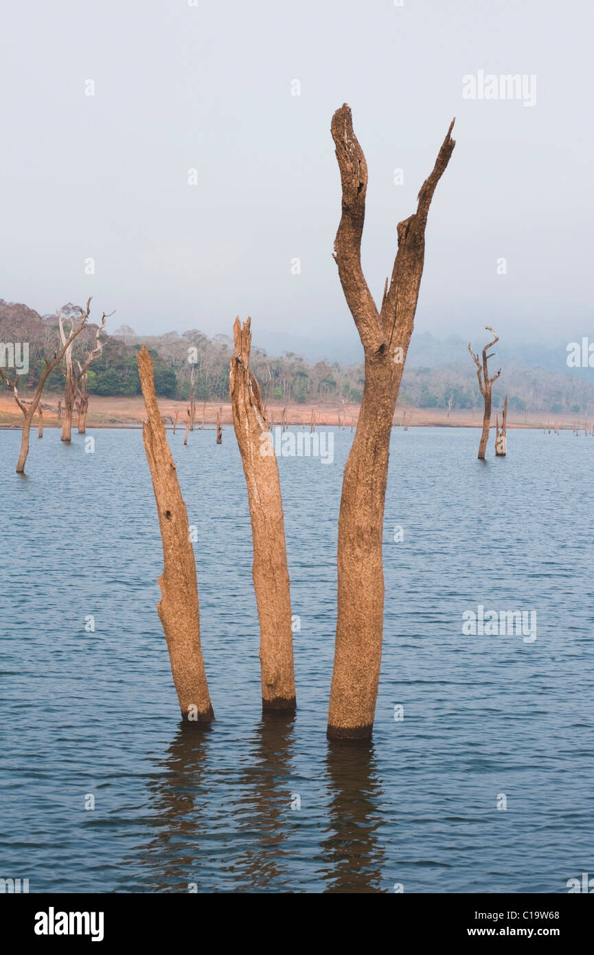 Tote Bäume in einem See Thekkady See, Thekkady, Periyar Nationalpark, Kerala, Indien Stockfoto