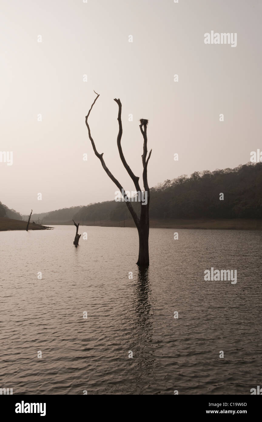 Toter Baum in einem See, Thekkady See, Thekkady, Periyar Nationalpark, Kerala, Indien Stockfoto