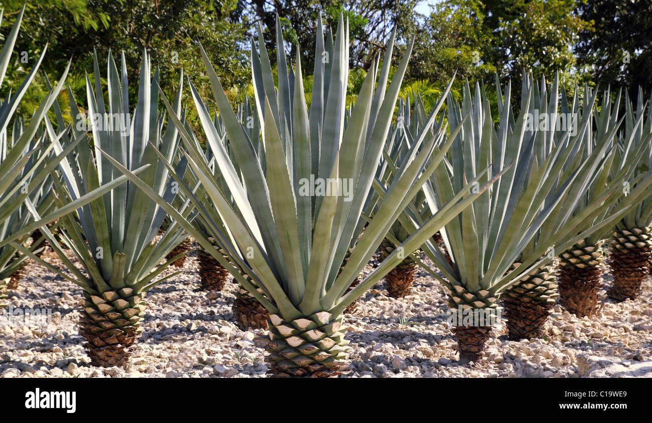 Agave Tequilana Pflanze, mexikanische Tequila Schnaps destillieren Stockfoto