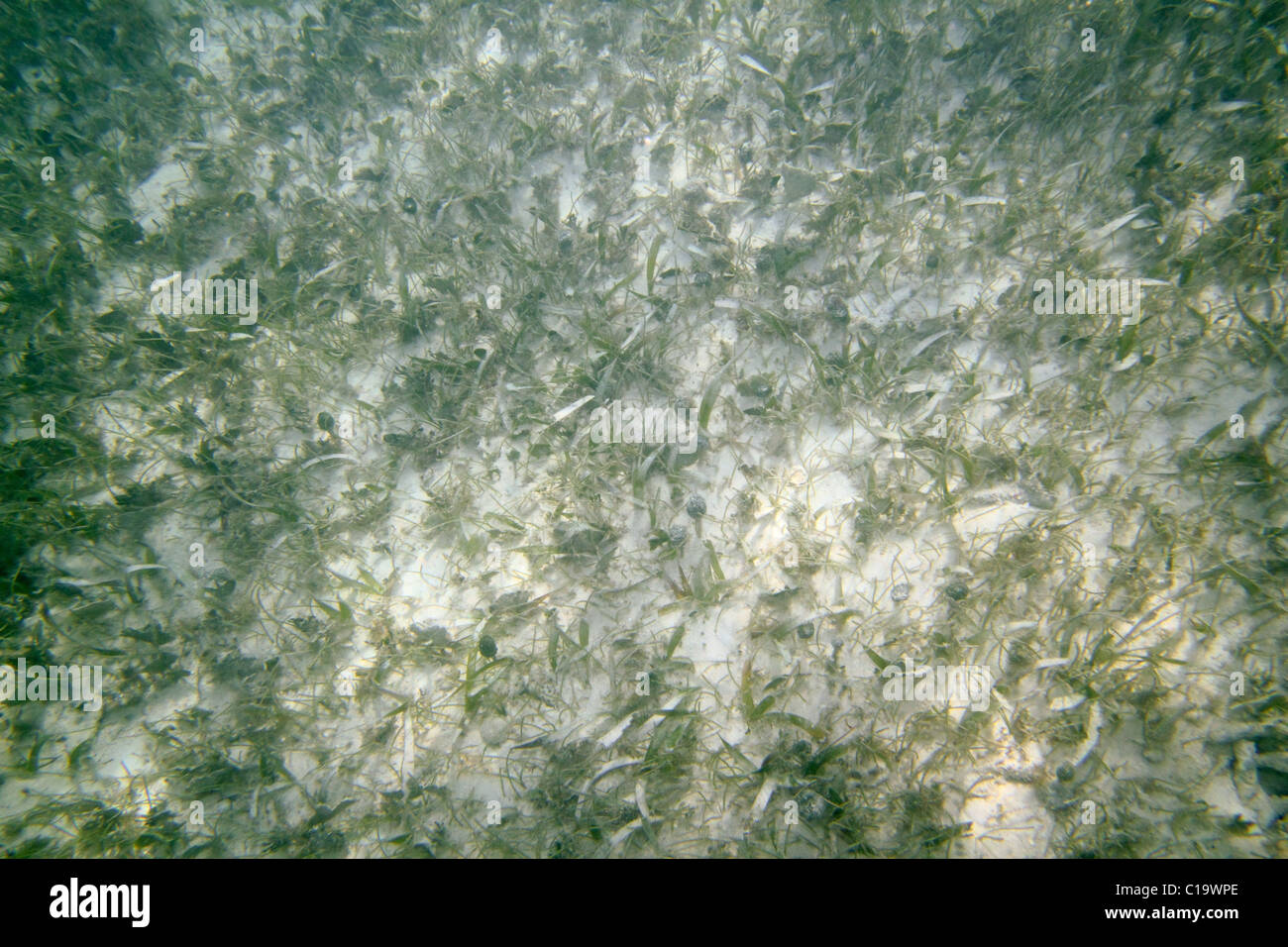 Karibik Meer Sand unten Algen im flachen Wasser Riviera Maya Stockfoto