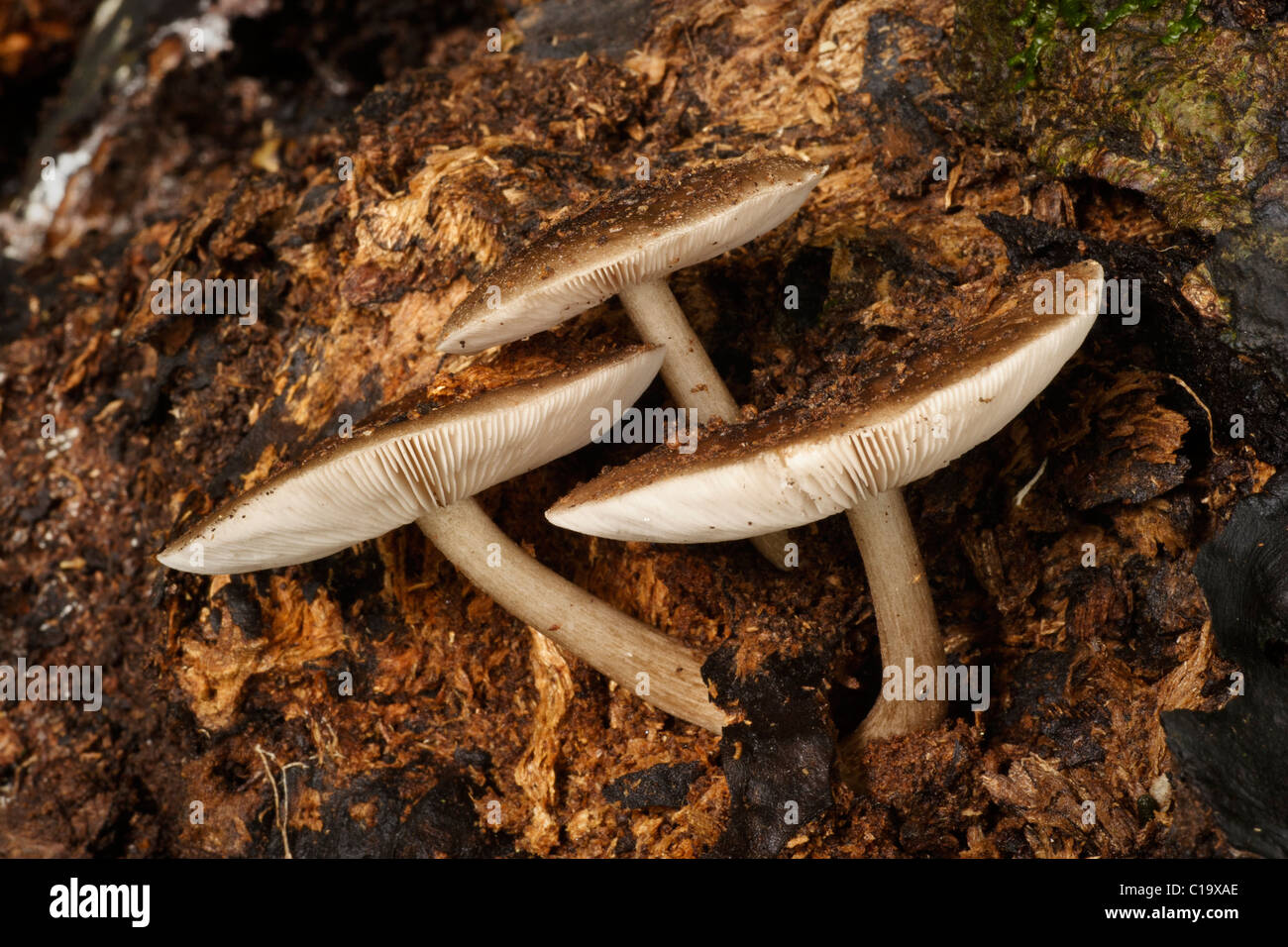 Pilze - Dandabah, Bunya Mountains Stockfoto