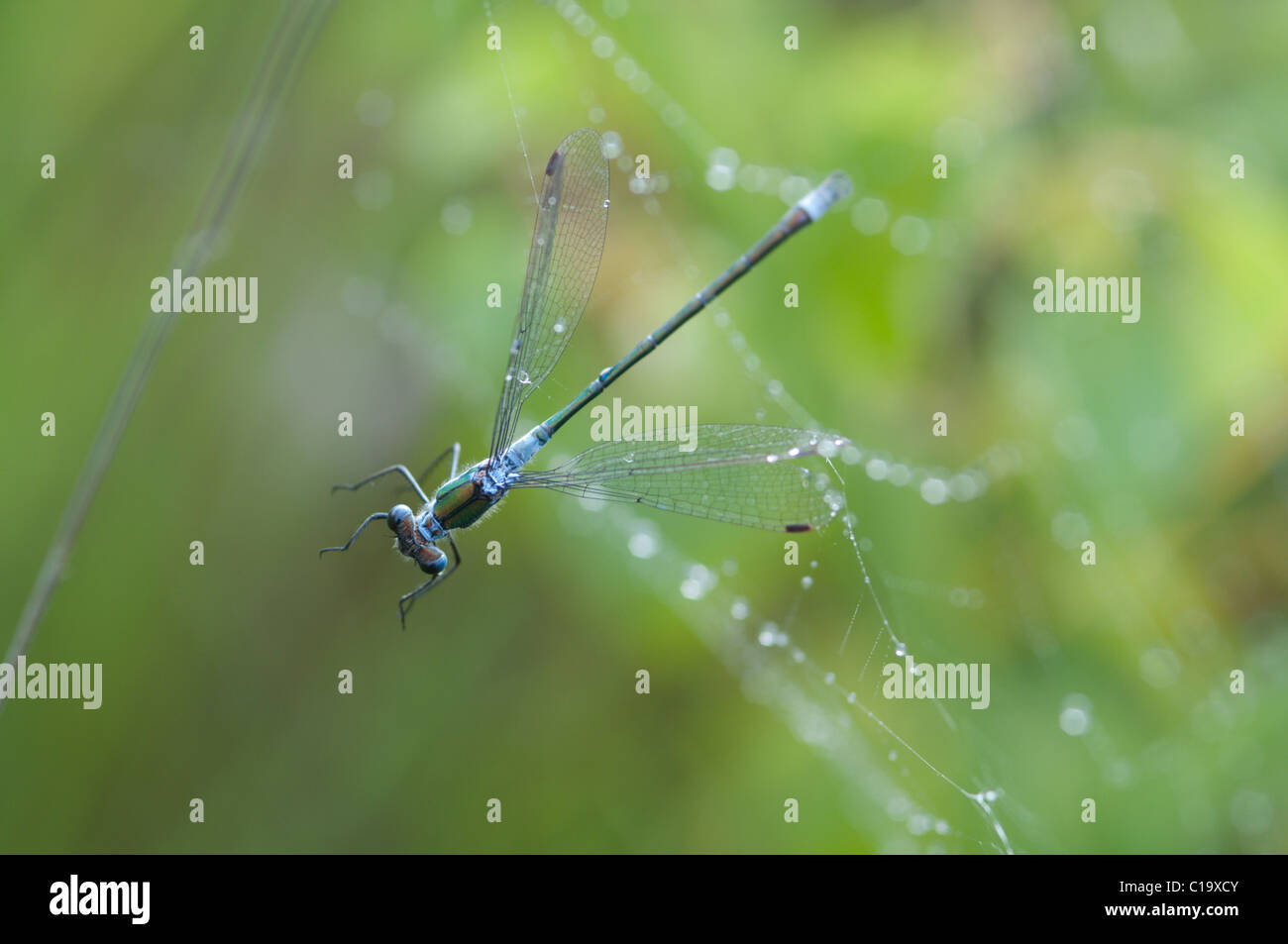 Emerald Damselfly, Lestes sponsa, männlich. In Web Spider" gefangen. Gemeinsame Stedham, Midhurst, West Sussex, UK. Juli. Am frühen Morgen Stockfoto