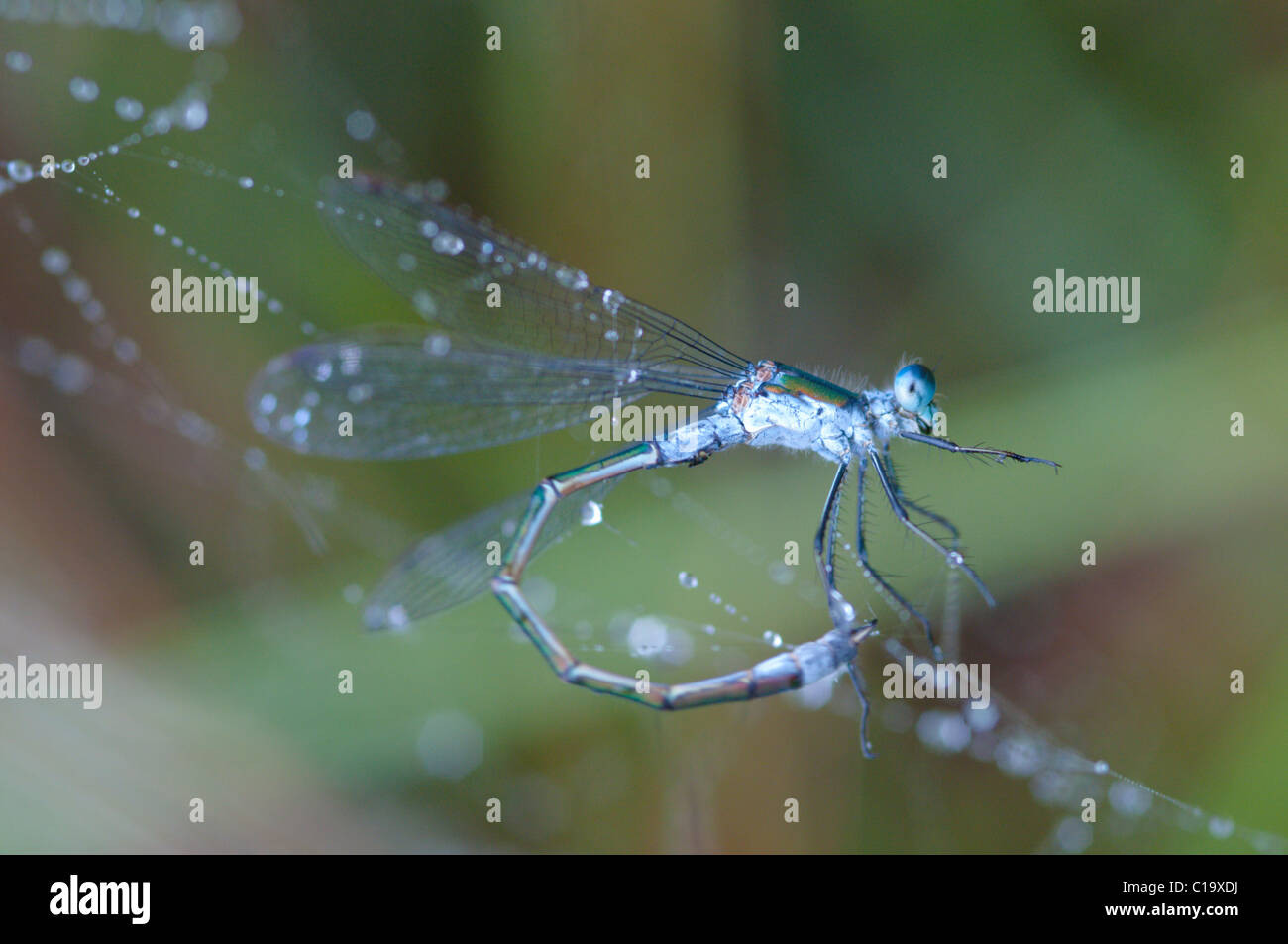 Emerald Damselfly, Lestes sponsa, männlich. In Web Spider" gefangen. Gemeinsame Stedham, Midhurst, West Sussex, UK. Juli. Am frühen Morgen Stockfoto