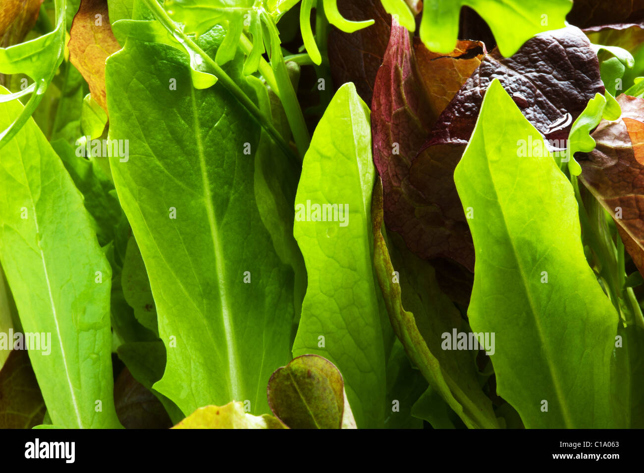 Nahaufnahme von Salat Salat Blätter Stockfoto