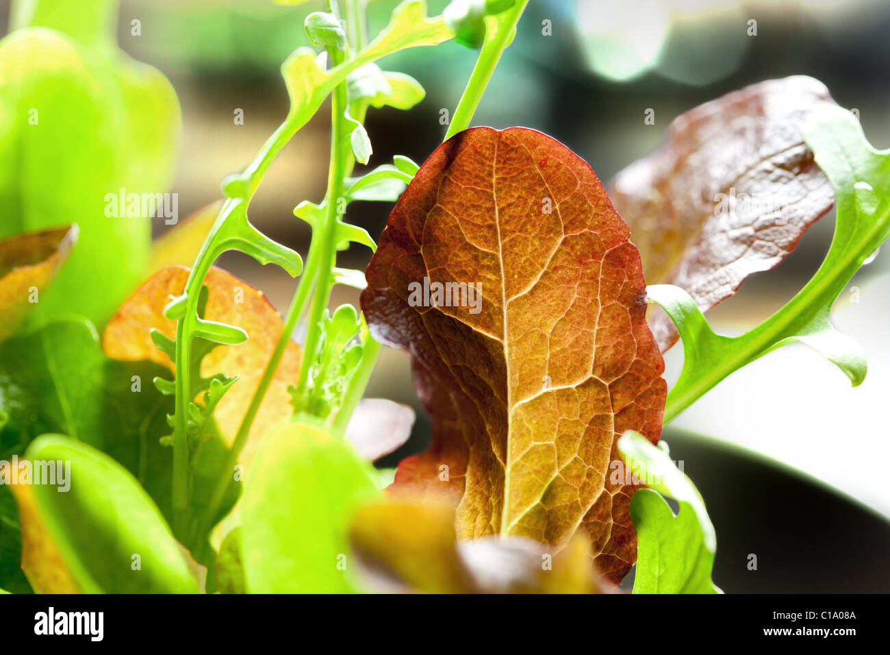 Nahaufnahme von Salat Salat Blätter Stockfoto