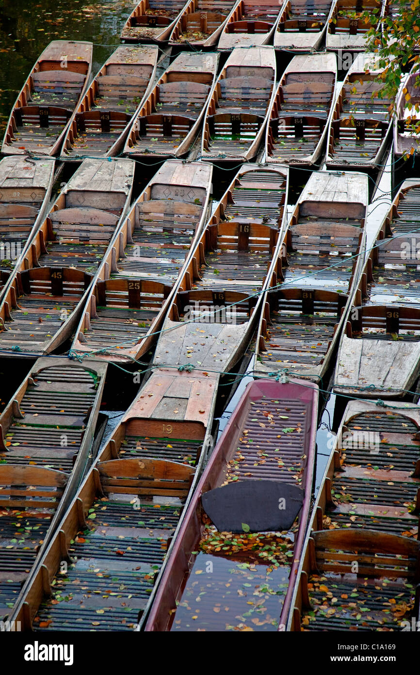Reihen von Ruderbooten am Magdalen College der Universität Oxford, Oxfordshire, England, UK Stockfoto