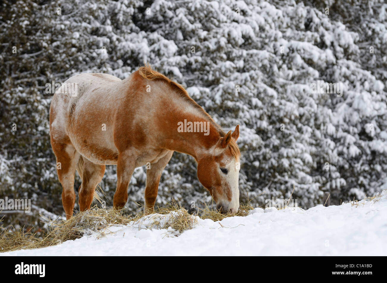 Appaloosa Viertelpferd Heu essen stellte sich heraus in einem Paddock im Winter durch einen tief verschneiten Wald Stockfoto