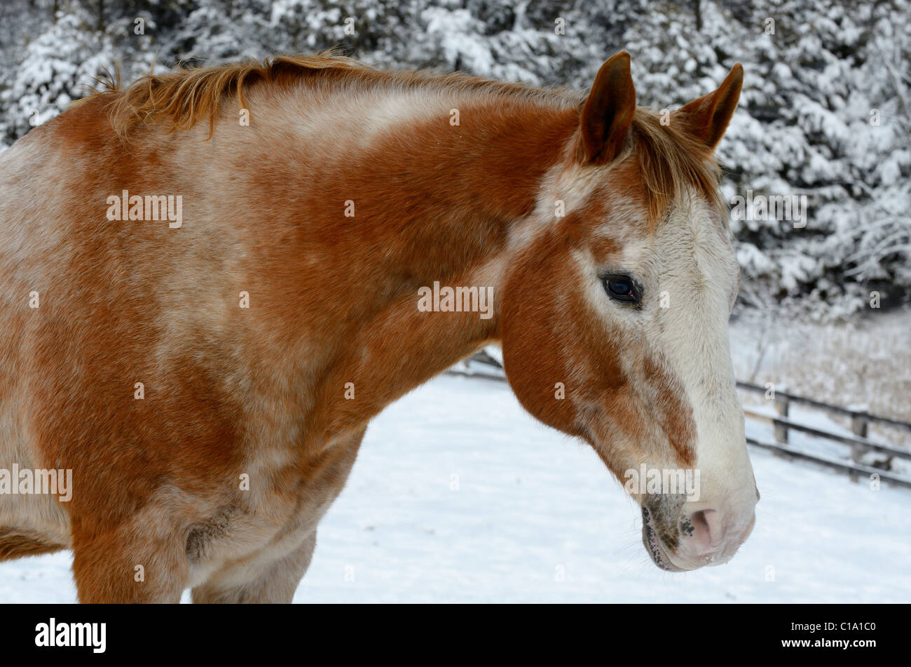 Angesichts einer appaloosa Quarter Horse in einem outdoor Paddock im Winter nach einem Schneefall Stockfoto