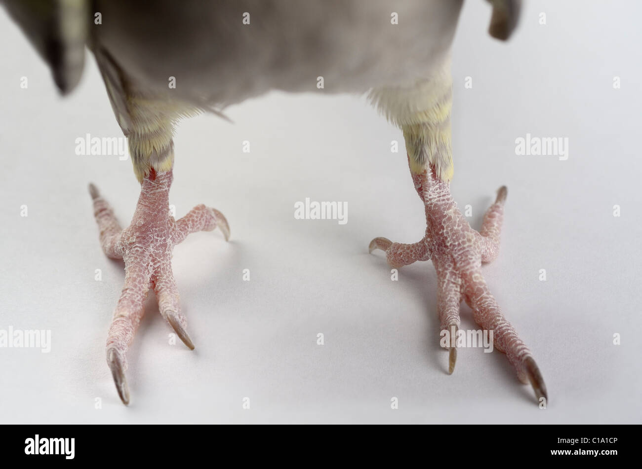 Der Blick nach vorne auf den trockenen schuppigen Klauen des Pearl Nymphensittich Vogel Füße hautnah Stockfoto