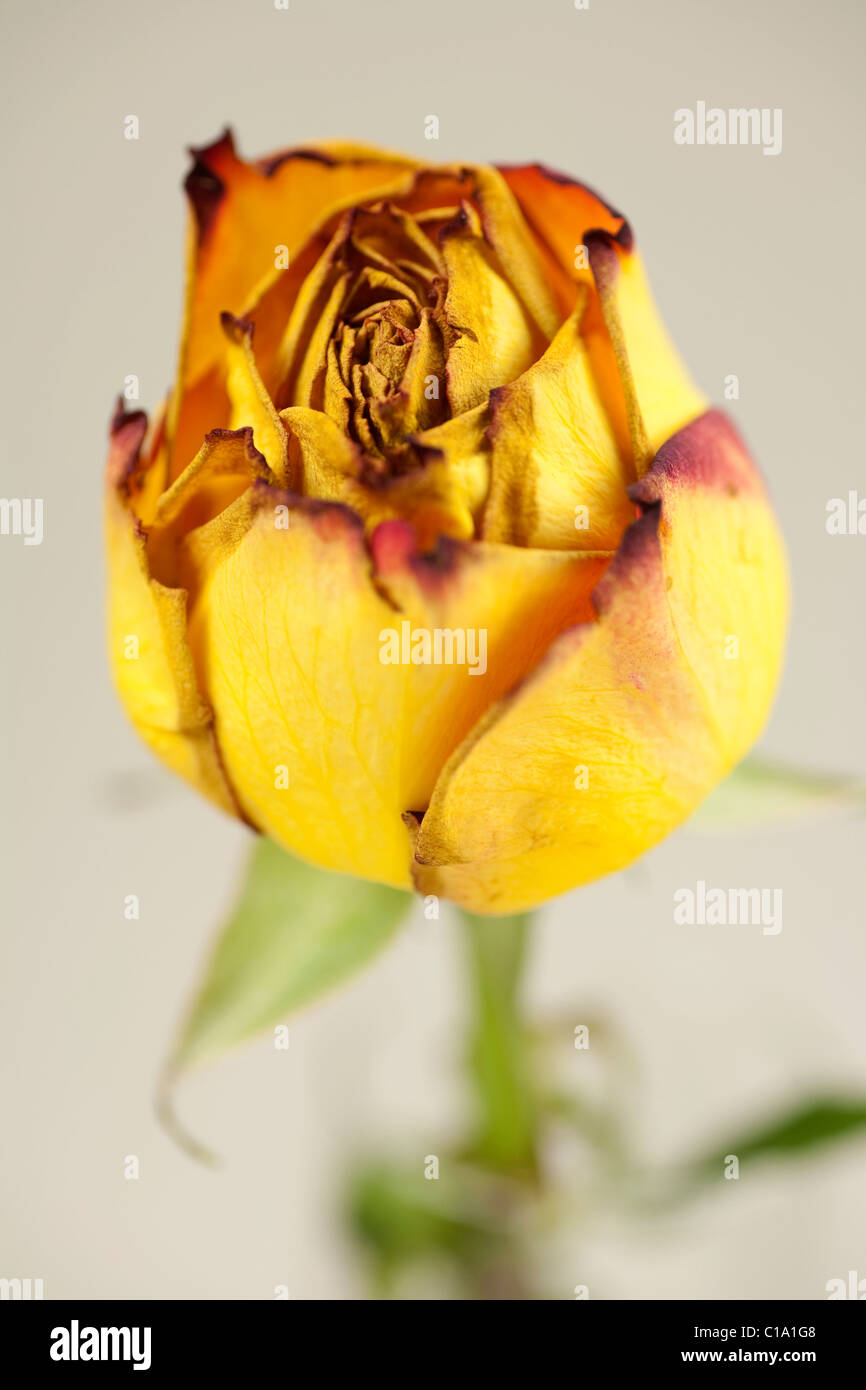Eine sterbende gelbe rose zeigt den Beginn der Seneszenz-Prozesses in den Blütenblättern Stockfoto