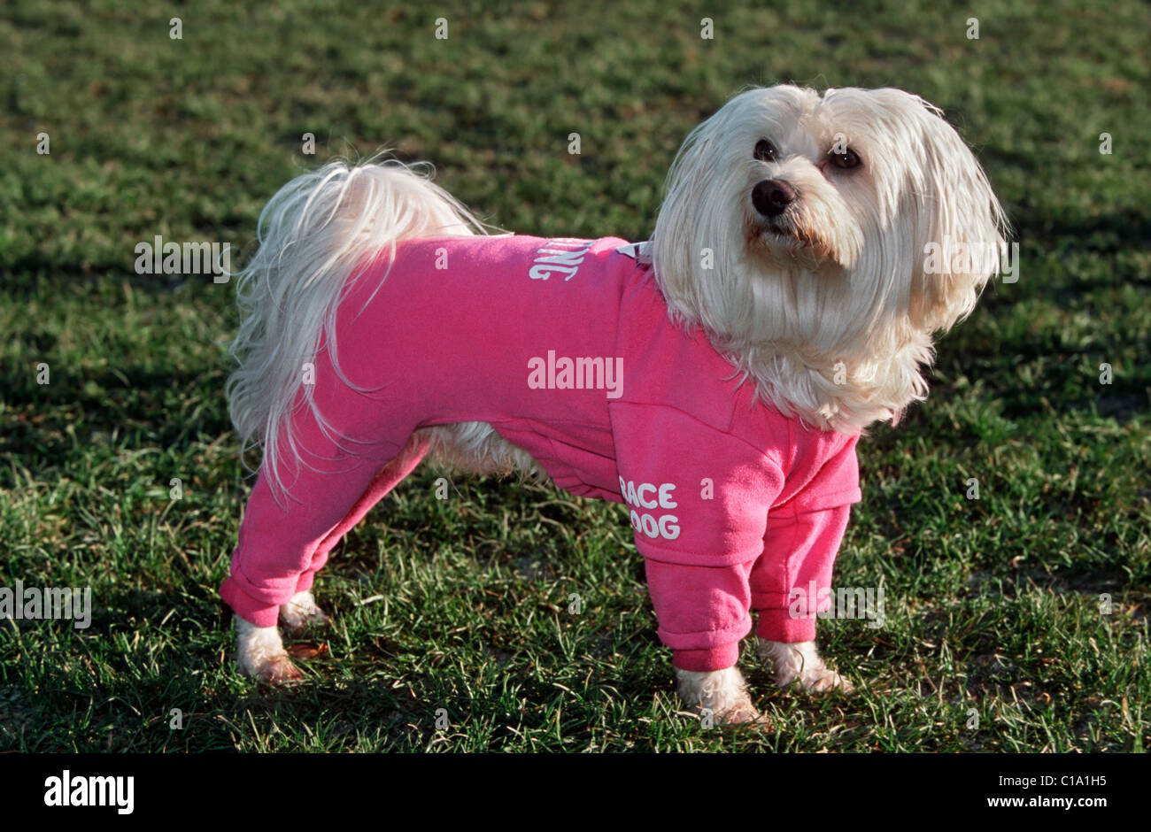 Maltezer Hund (Canis Lupus Familiaris) trägt rosa Körper Hosenanzug im Garten, Belgien Stockfoto