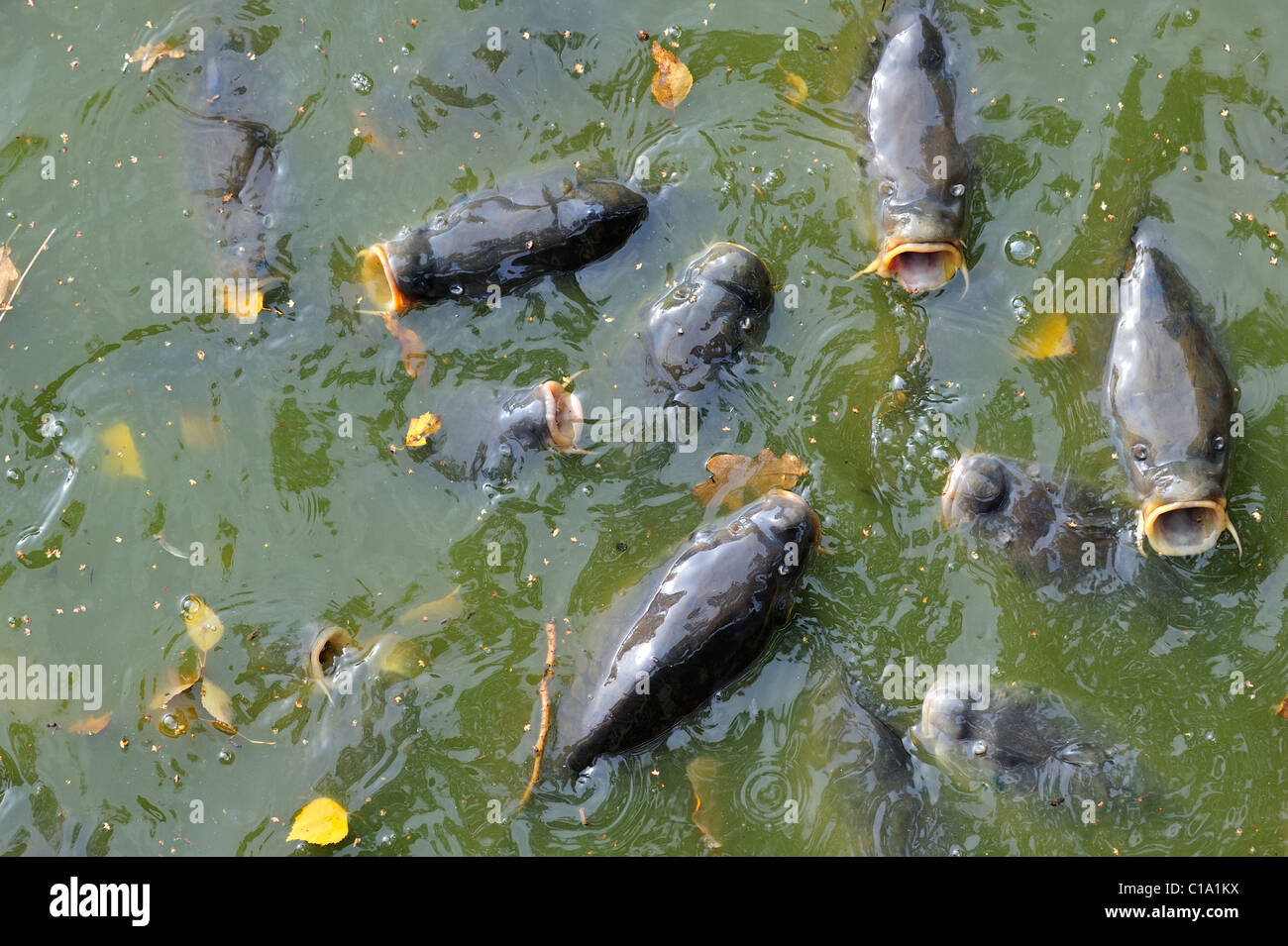 Schwarm von Karpfen (Cyprinus Carpio) kommt an der Oberfläche nach Luft im Park Teich, Belgien Stockfoto