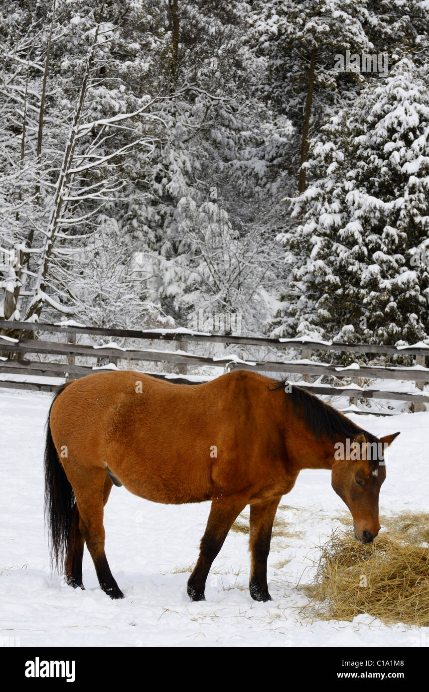 Bucht Quarter Horse in einem paddock Fütterung mit Heu im Winter neben einem verschneiten Wald Stockfoto