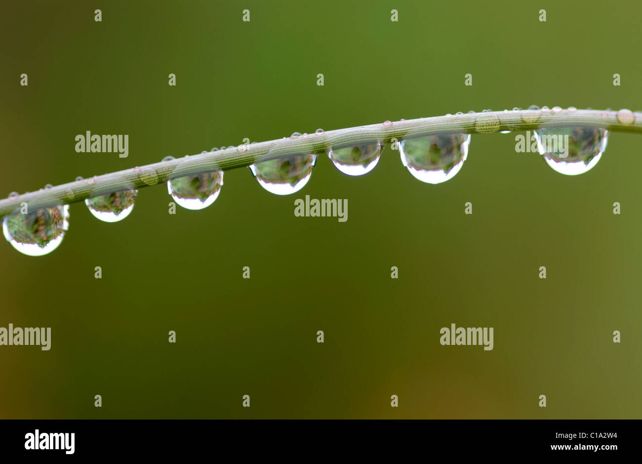 7 Wassertropfen hängen von einem Rasen-Stiel Stockfoto