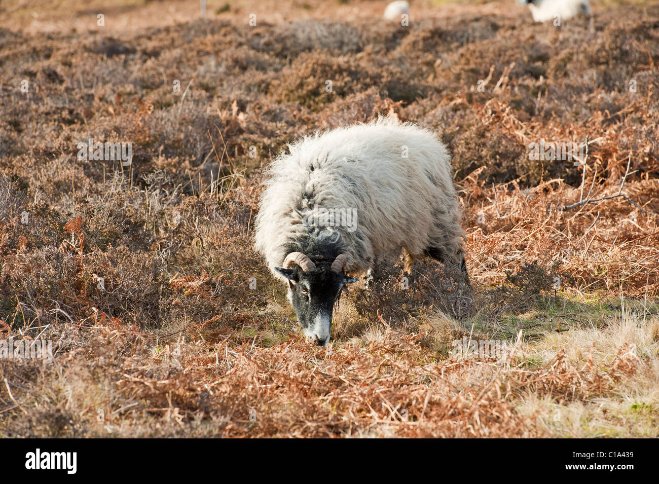 Englische Jacob Schaf mit Hörnern Weiden auf Landschaft Moor Stockfoto