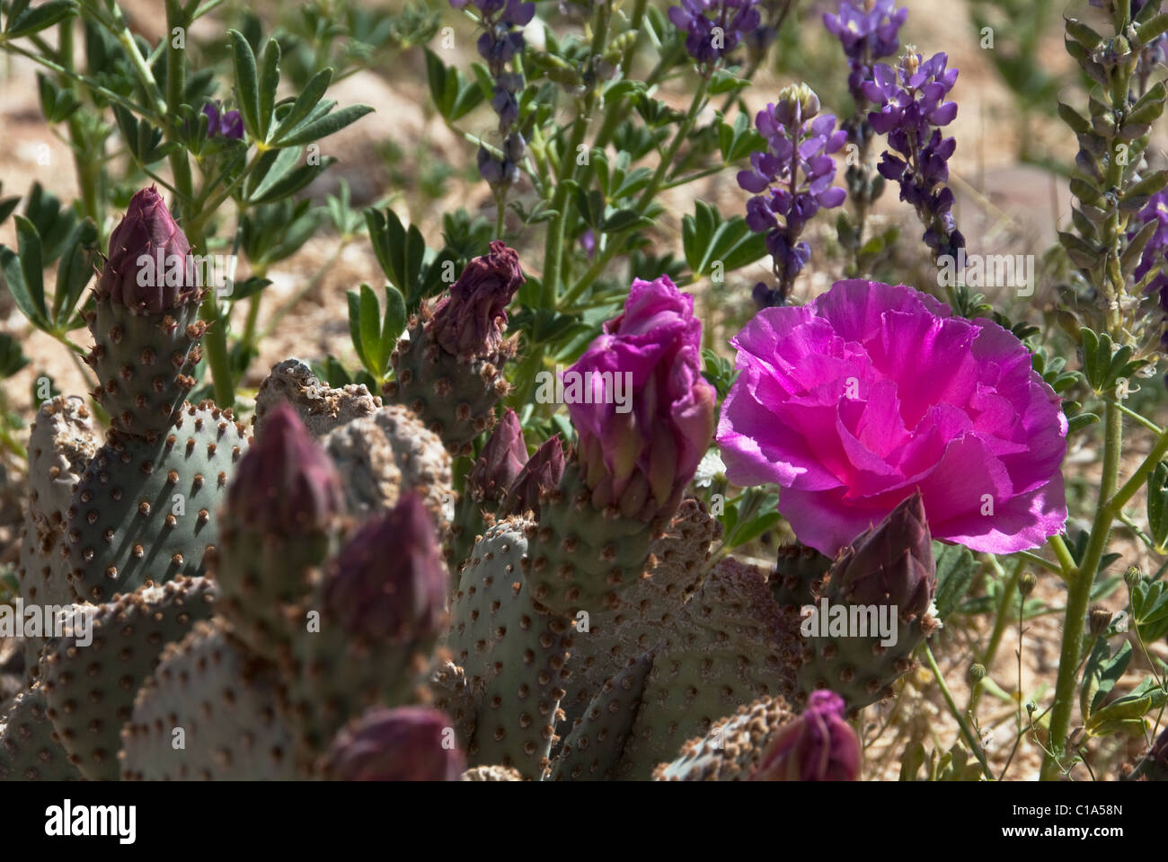 Beavertail Kaktus und Arizona Lupine Anza-Borrego Desert State Park Kalifornien USA Stockfoto