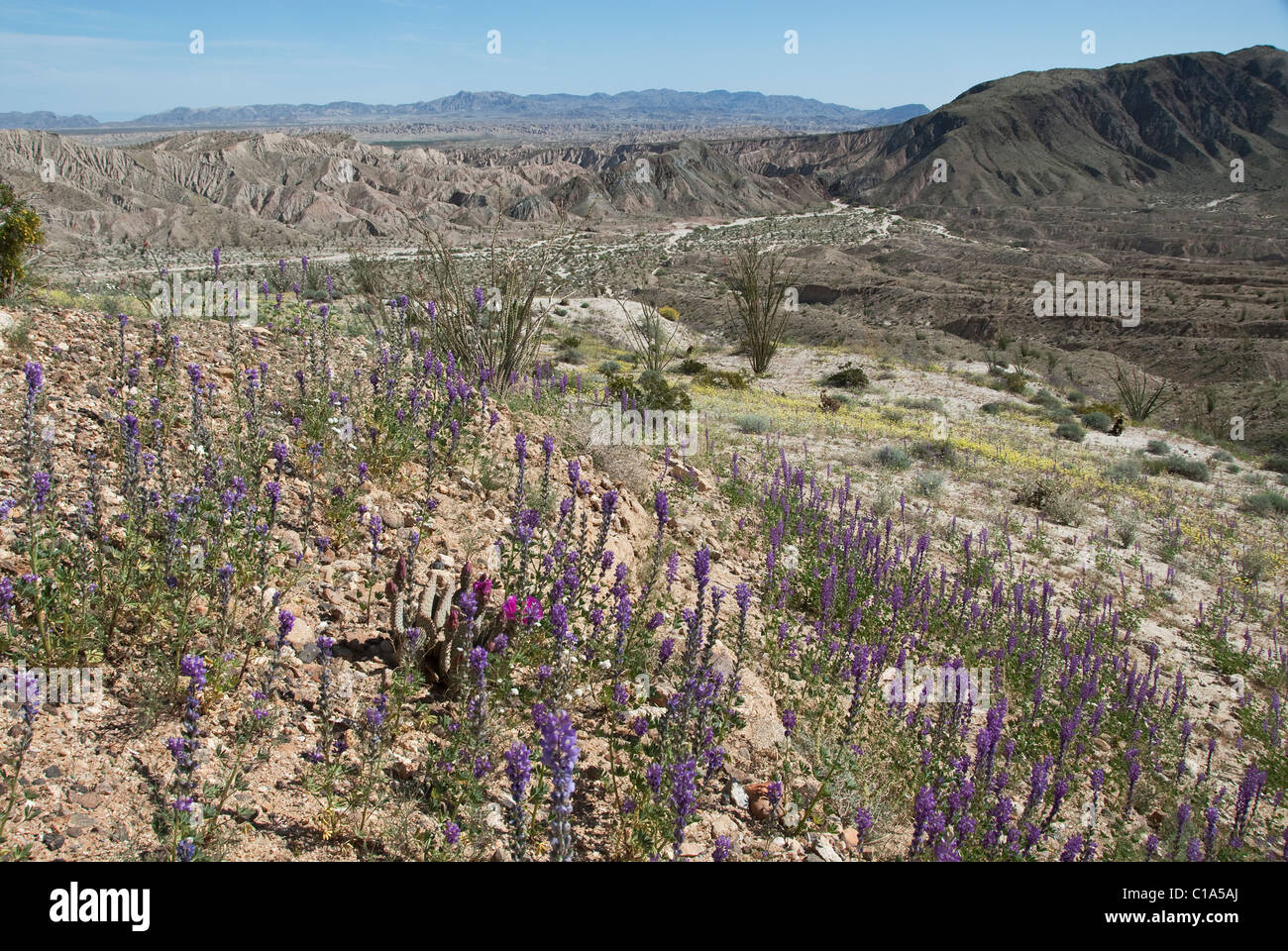 Beavertail Kaktus und Arizona Lupine Anza-Borrego Staatspark Kalifornien USA Stockfoto