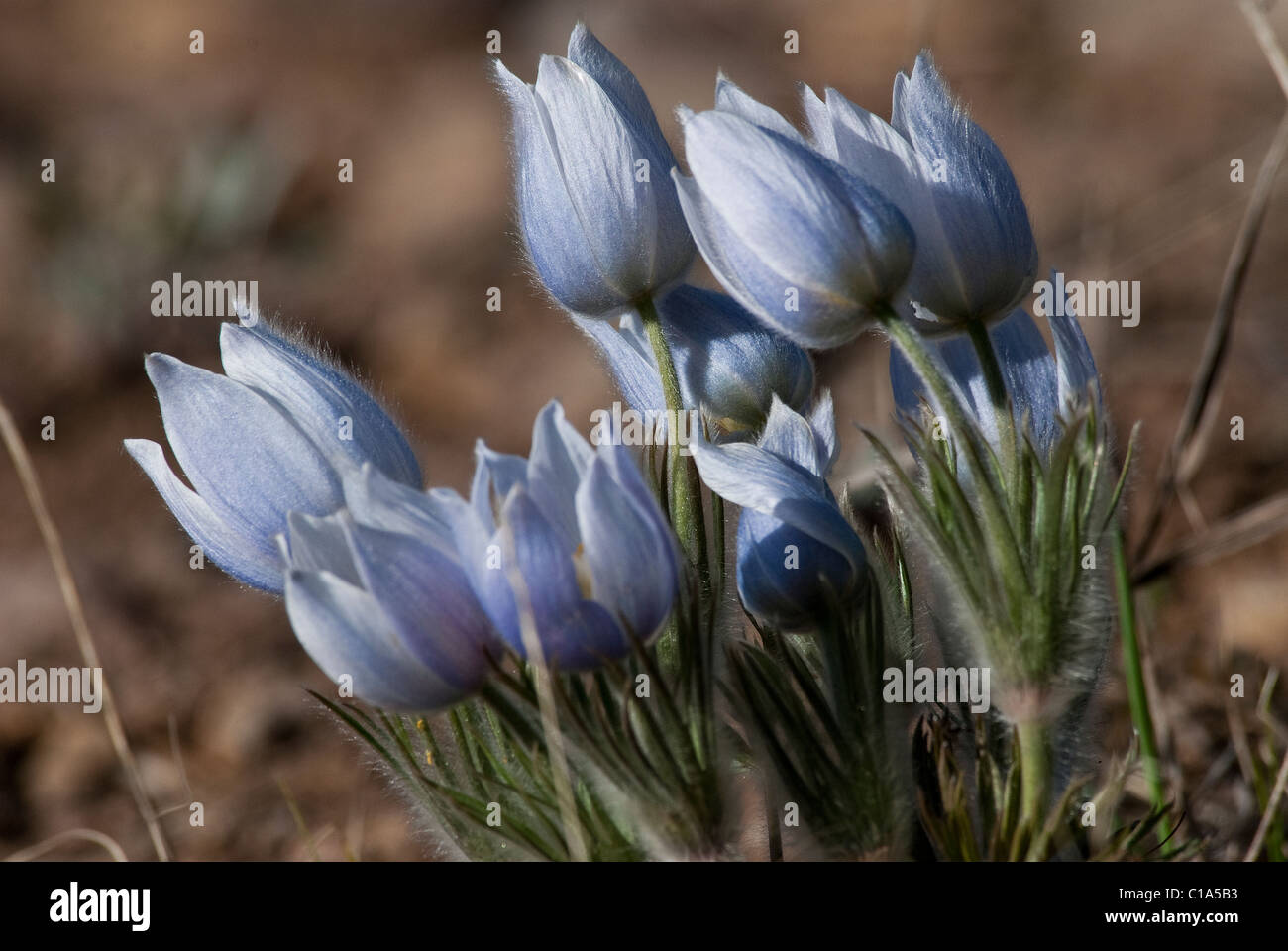 Amerikanische Pasque Blumen Pulsatilla Patens San Isabel National Forest Colorado USA Stockfoto