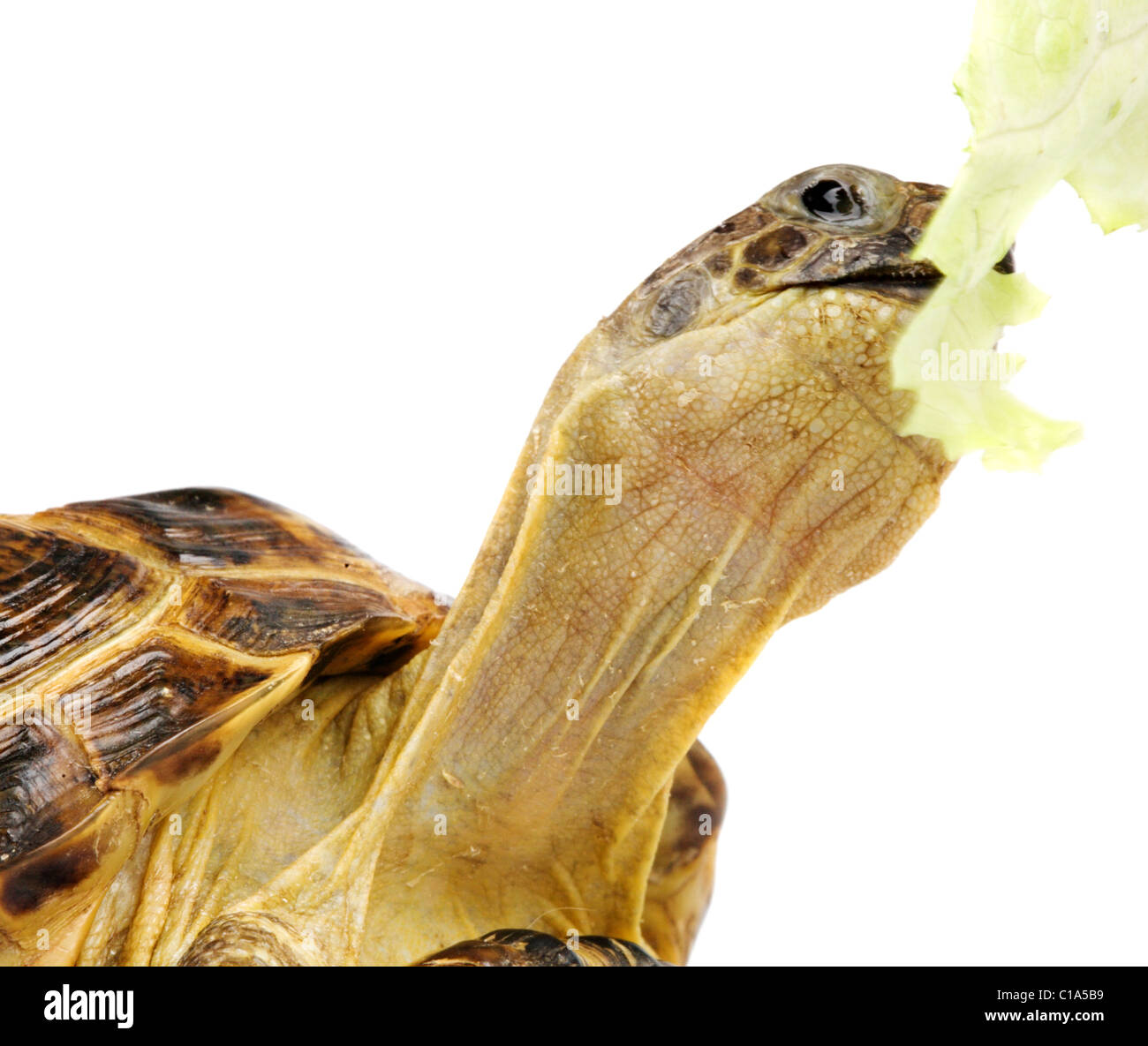 Nahaufnahme des Kopfes Schildkröte Essen Kopfsalat, isoliert auf weiss Stockfoto