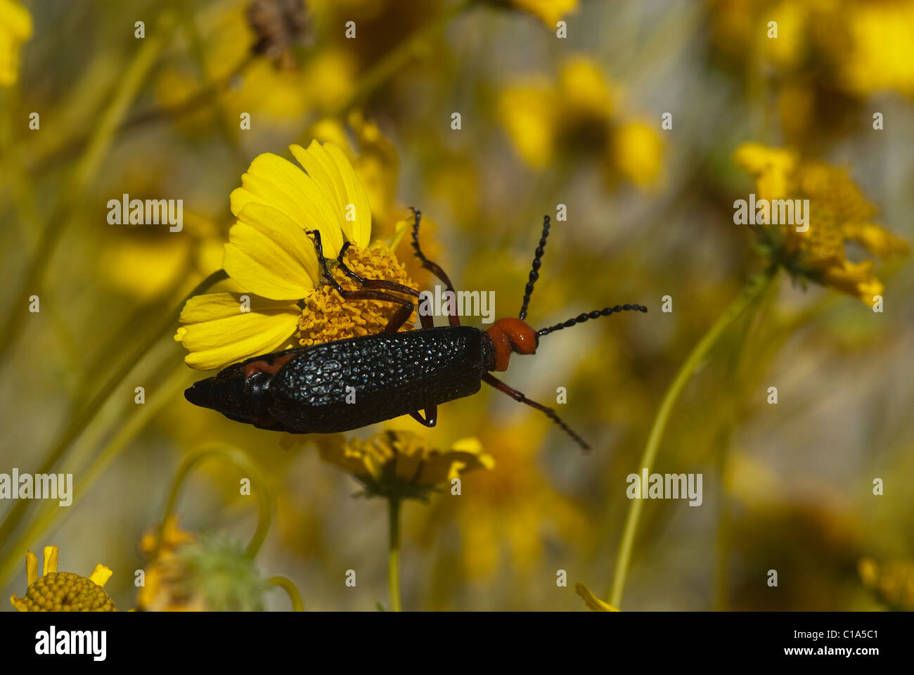 Wüste Blister Käfer Lytta Magister auf Brittlebush Anza-Borrego Desert State Park Kalifornien USA Stockfoto