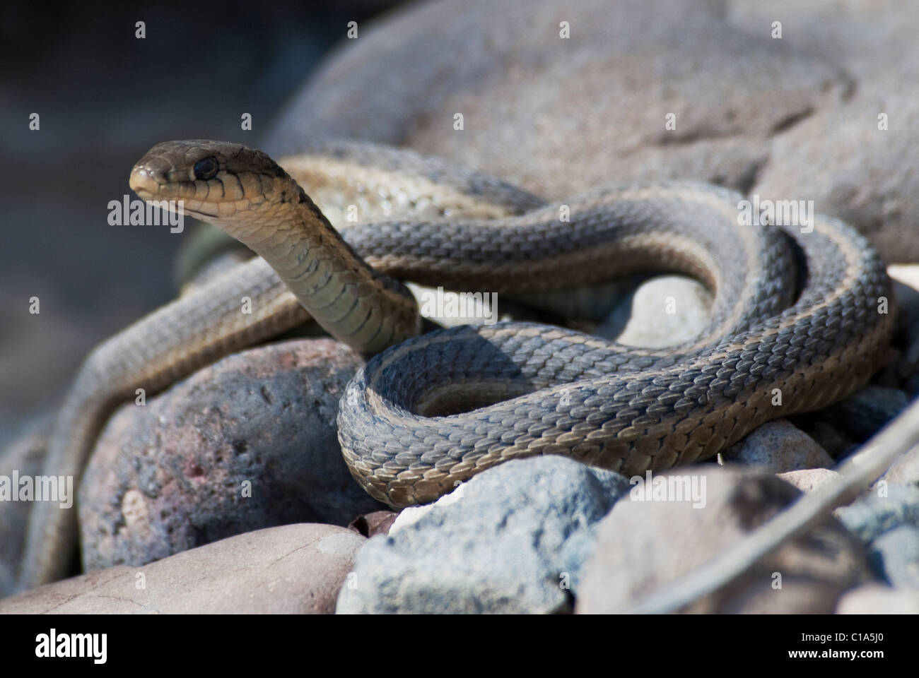 Western terrestrischen Garter Snake Thamnophis Elegans Monte Vista National Wildlife Refuge Colorado USA Stockfoto